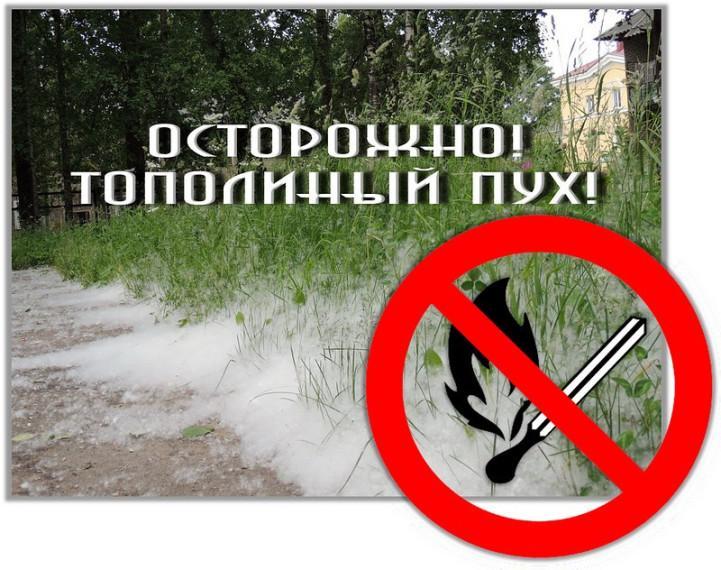 Тополиный пух